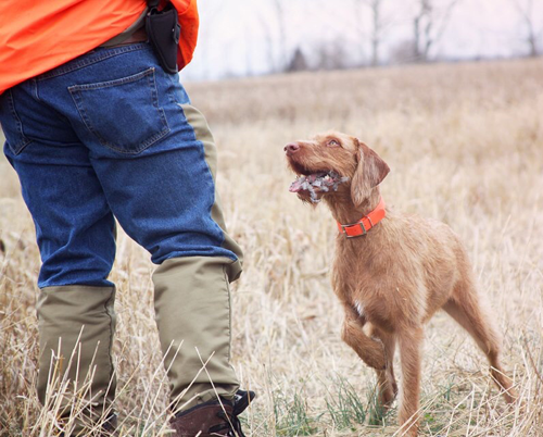 Wirehaired Vizsla Hunting